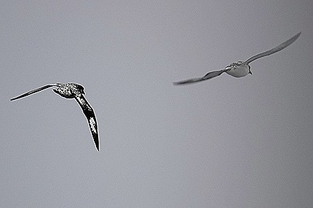 229. Antarctica Day 4 (King Georges Island)