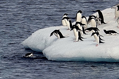 239. Antarctica (Day 3)