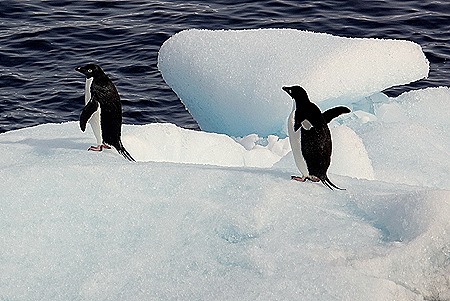 248. Antarctica (Day 3)