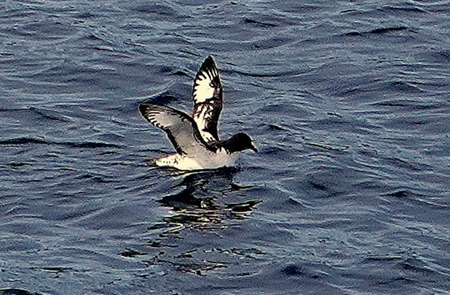 263a. Antarctica (Day 3)