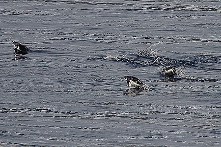 268a. Antarctica (Day 3)