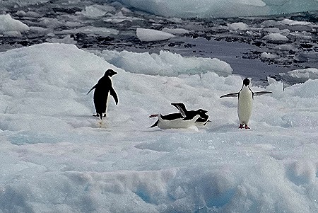 288. Antarctica (Day 3)