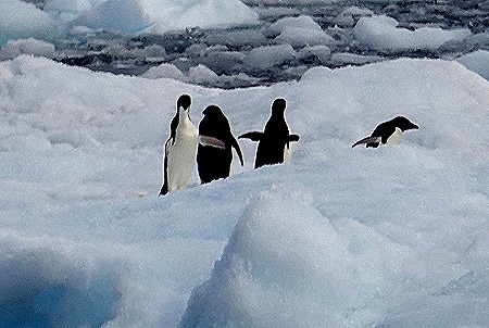 302. Antarctica (Day 3)