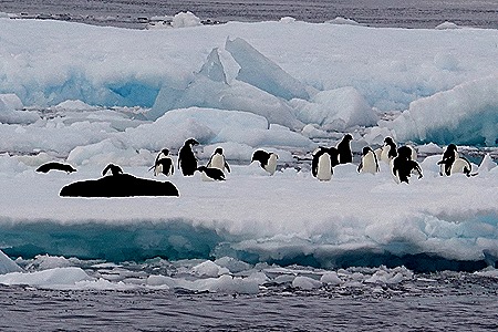 359. Antarctica (Day 3)