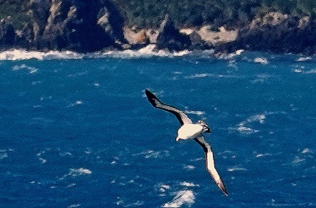 48. South Georgia Island