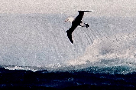 54. South Georgia Island