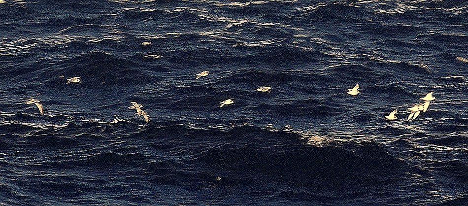 90. South Georgia Island