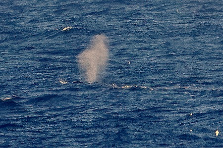 91. South Georgia Island