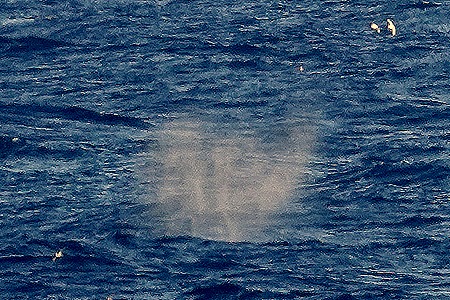 95. South Georgia Island