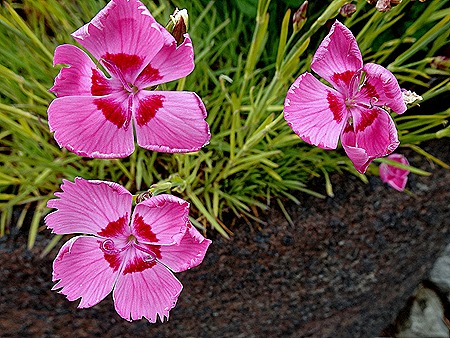 105. Stanley, Falkland Islands