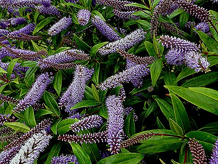 118. Stanley, Falkland Islands