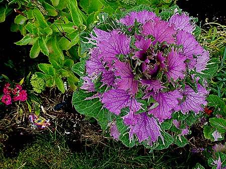 150. Stanley, Falkland Islands