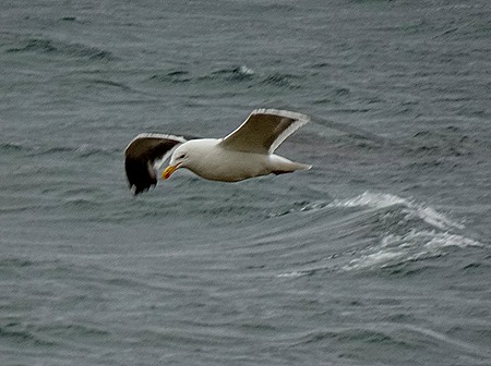 153. Stanley, Falkland Islands