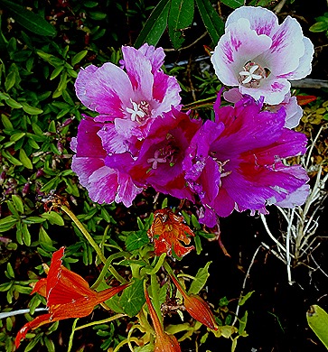 52. Stanley, Falkland Islands