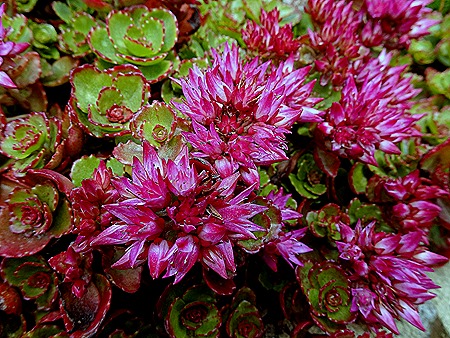 90. Stanley, Falkland Islands