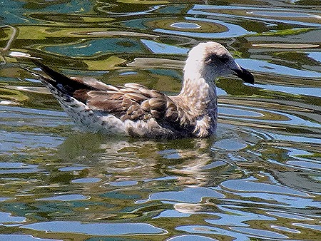 155. Punta del Este, Uruguay