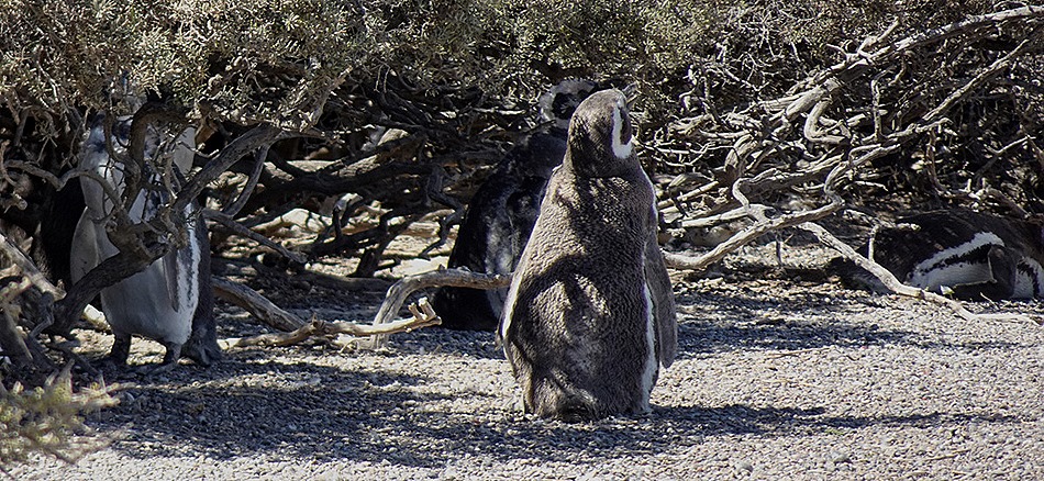 55a. Puerto Madryn_stitch
