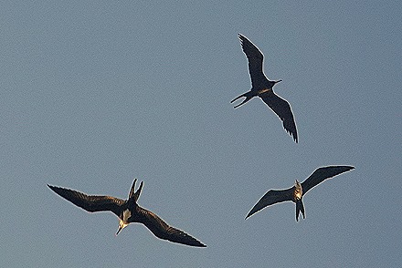 71a. Rio de Janeiro RX10  (Day 1)