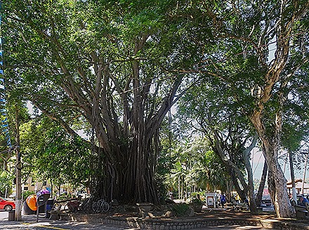 77. Ihlabella, Brazil_ShiftN