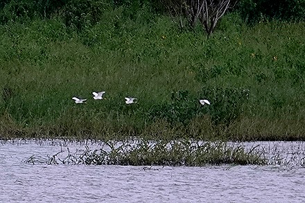 111. Amazon 1 (RX10)