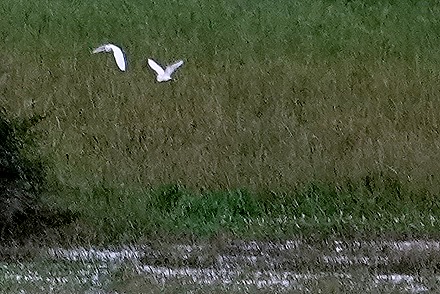 113. Amazon 1 (RX10)