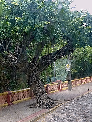 159. Recife & Olinda, Brazil