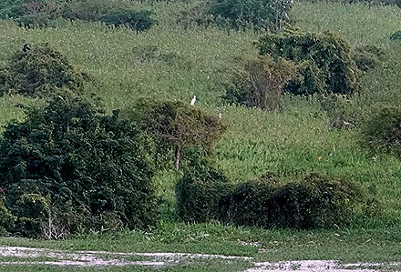 97a. Amazon 1 (RX10)_stitch