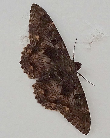 1. Boca de Valeria, Brazil