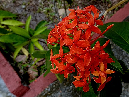 103. Manaus, Brazil (Day 2) 