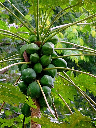 116. Alter do Chao, Brazil