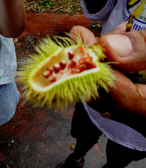 121. Alter do Chao, Brazil