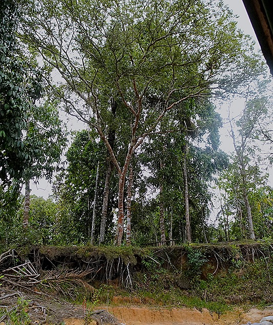 123. Manaus, Brazil (Day 2) 