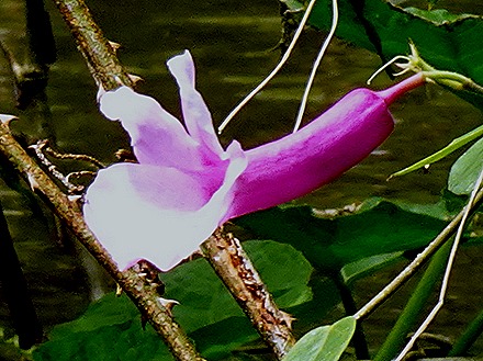 123. Santarem, Brazil