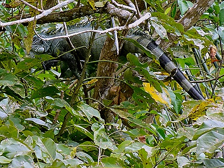 128. Santarem, Brazil