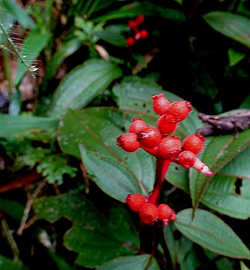13. Alter do Chao, Brazil