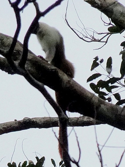 13. Manaus, Brazil (Day 2) 