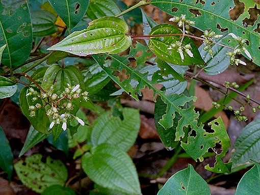 130. Manaus, Brazil (Day 2) 