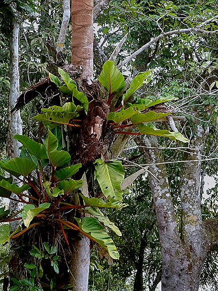 131. Manaus, Brazil (Day 2) 