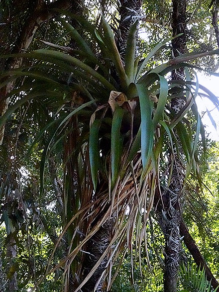 137. Manaus, Brazil (Day 1)