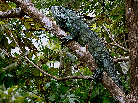 137. Santarem, Brazil