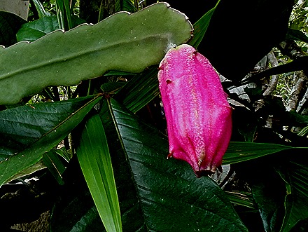 138. Manaus, Brazil (Day 2) 