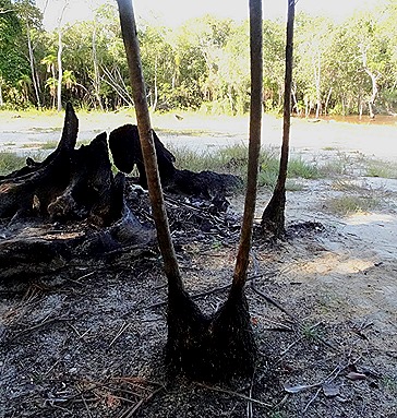 139. Manaus, Brazil (Day 1)