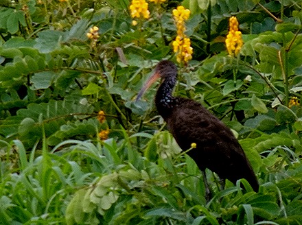 140. Santarem, Brazil