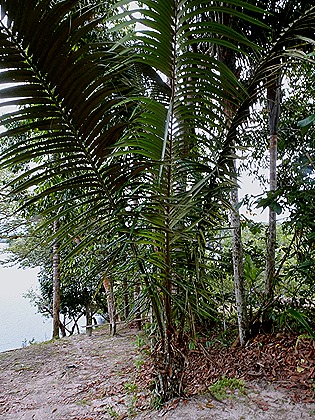 141. Manaus, Brazil (Day 2) 