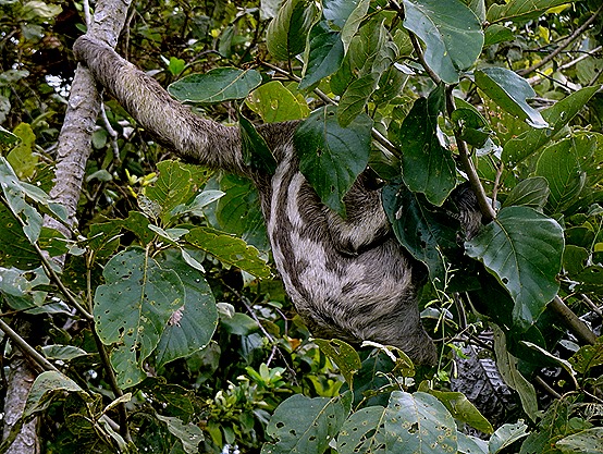 141. Santarem, Brazil