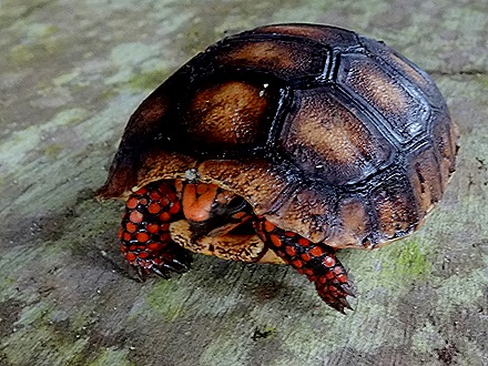 145. Alter do Chao, Brazil