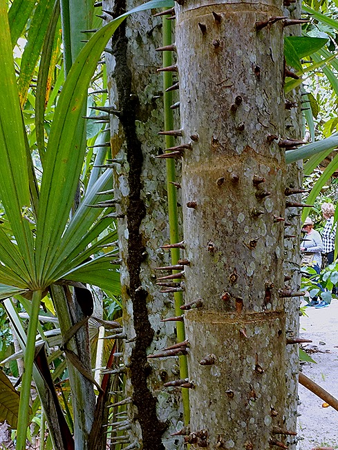 145. Manaus, Brazil (Day 2) 