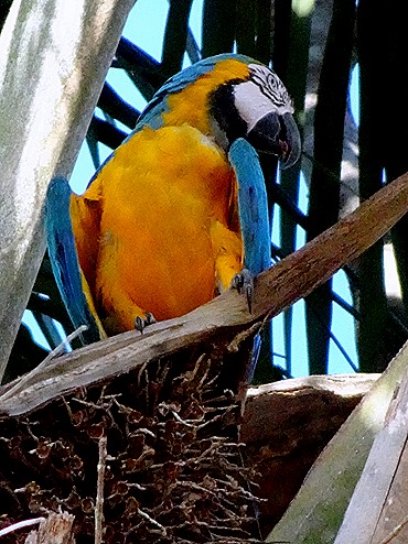 148. Manaus, Brazil (Day 1)