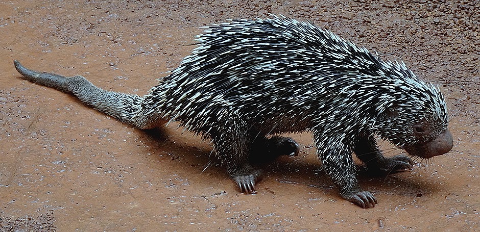 150. Alter do Chao, Brazil