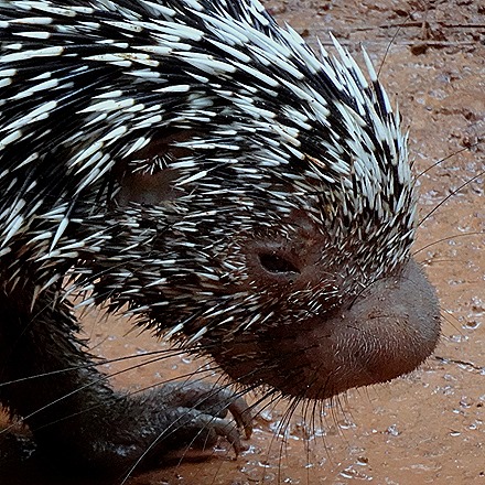 151. Alter do Chao, Brazil